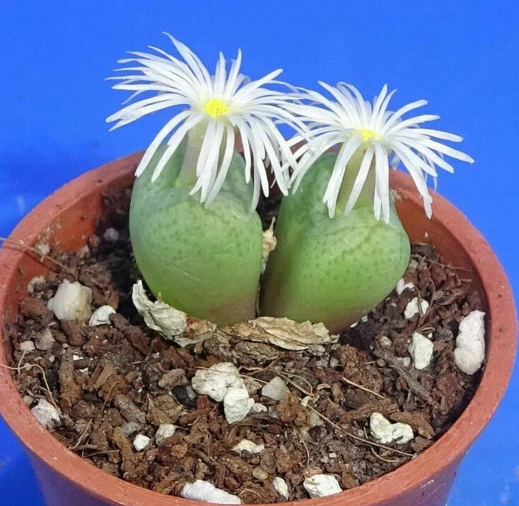 Conophytum ficiforme, 2 heads!, Phyto available