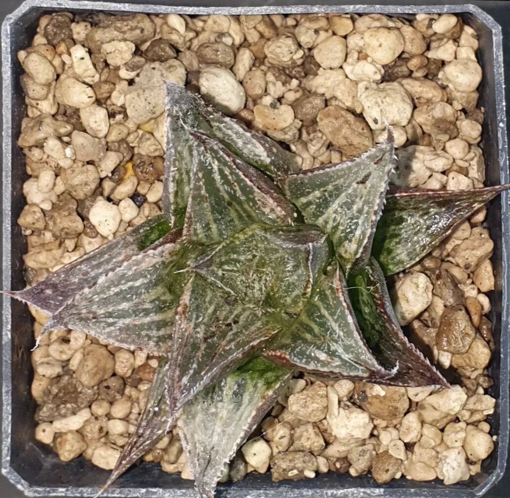 HW026 Haworthia 'Nagamine', Phyto available