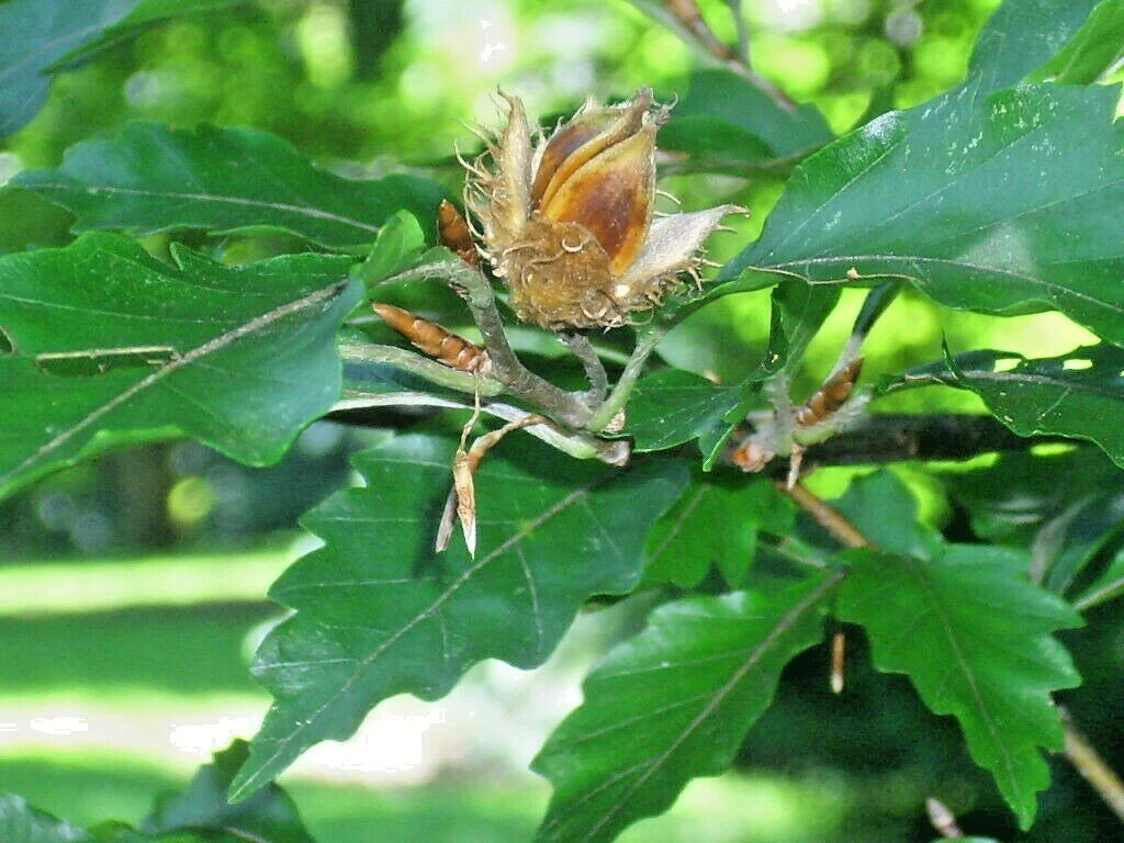 12 AMERICAN BEECH SEEDS - Fagus grandifolia