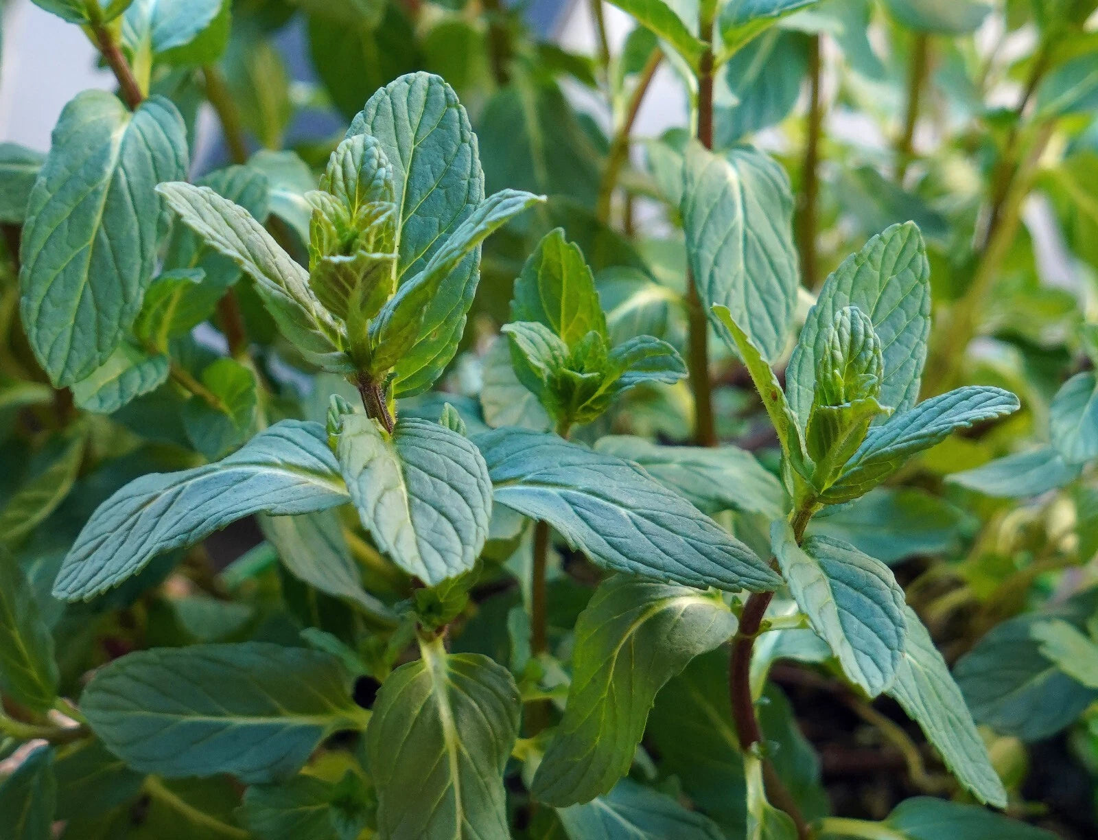 1000 Spearmint Seeds - Mentha spicata - Non-GMO Medicinal Herb and Tea