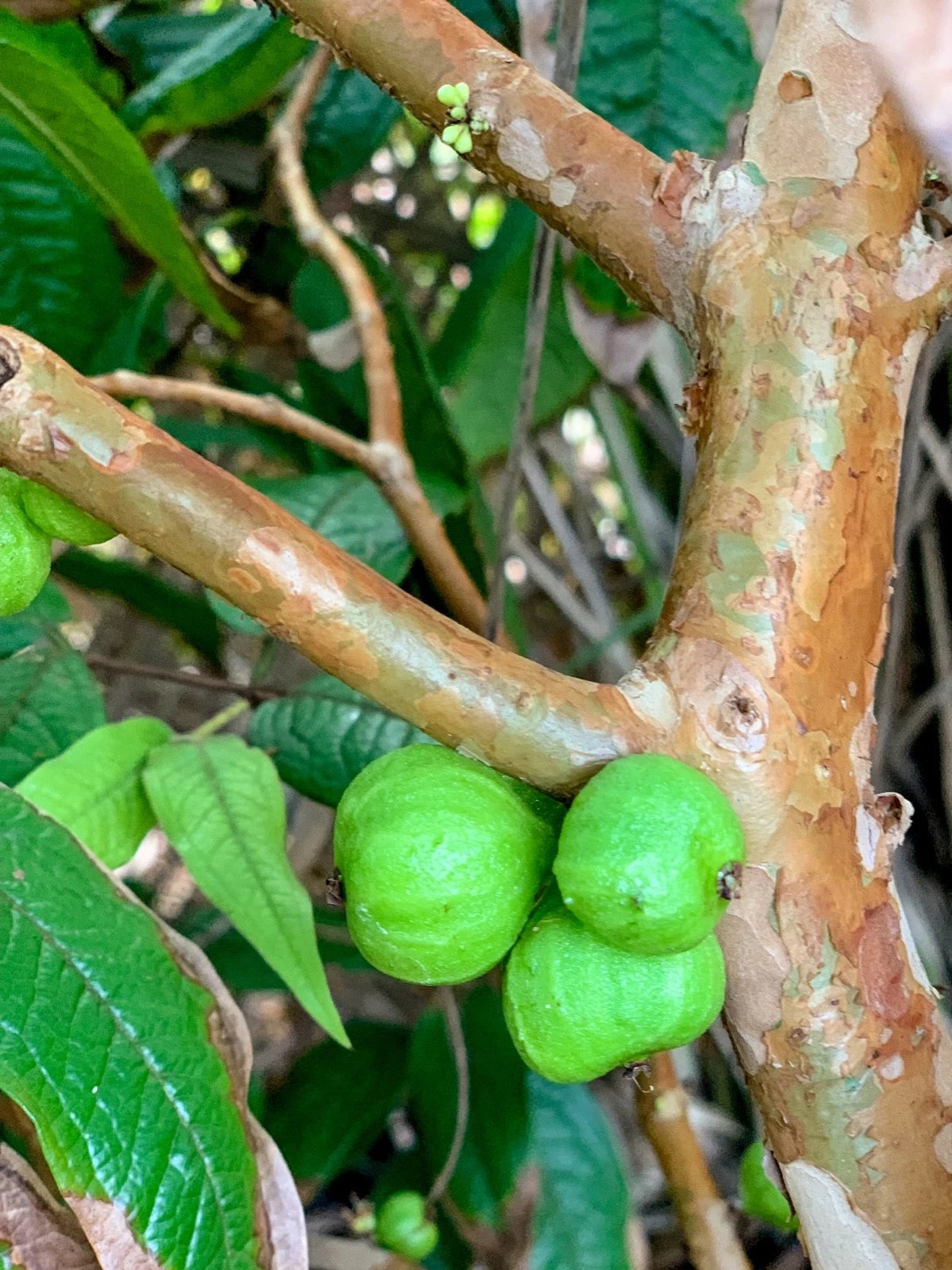 White Jaboticaba Plinia Aureana Large Leaf Brazilian Grape Fruit Tree Pot Plant