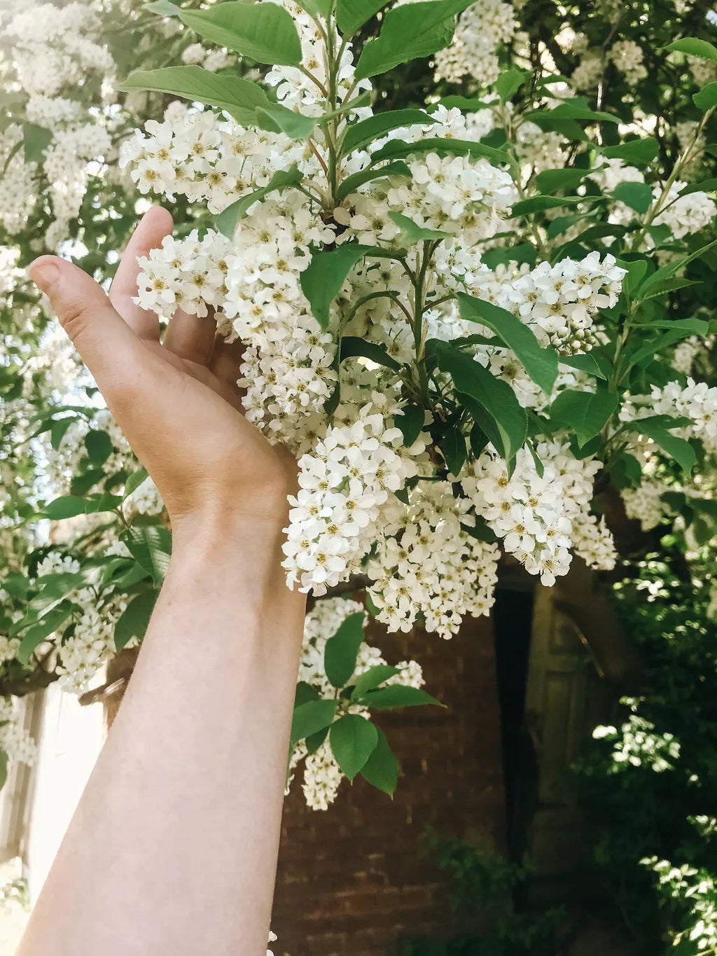 20 BLACK CHERRY SEEDS | SWEET EDIBLE FRUIT | USA Native Tree Prunus serotina