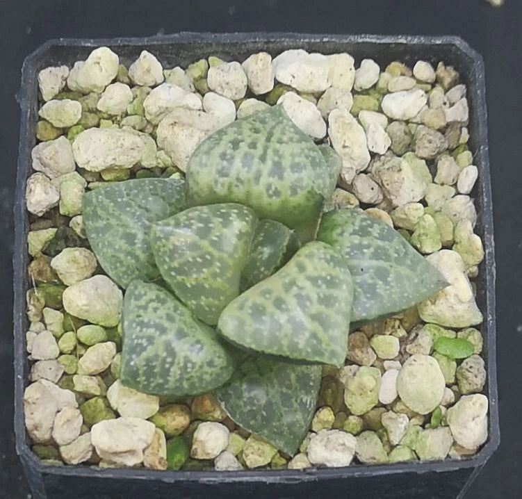 HW154 Haworthia comptoniana 'WHITE WHALE' , Read description!