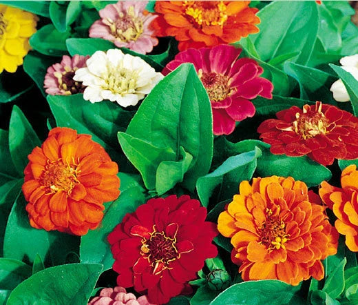 ZINNIA THUMBELINA DWARF MIX Zinnia Elegans - 550 Bulk Seeds