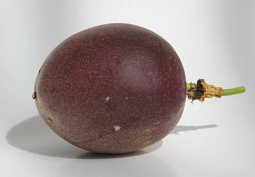Purple Passion Fruit Plant - Passiflora Edulis 'Frederick' - Edible