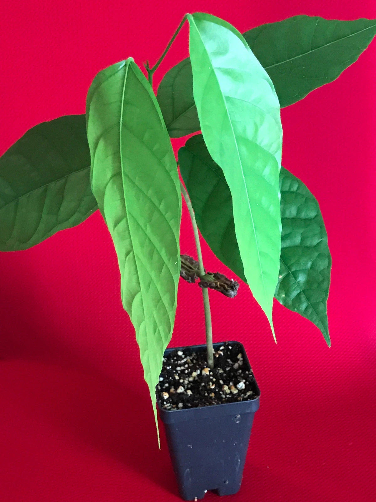 RED TRINITARIO Theobroma Cacao Cocoa Chocolate Fruit Tree Potted Plant Medium Po