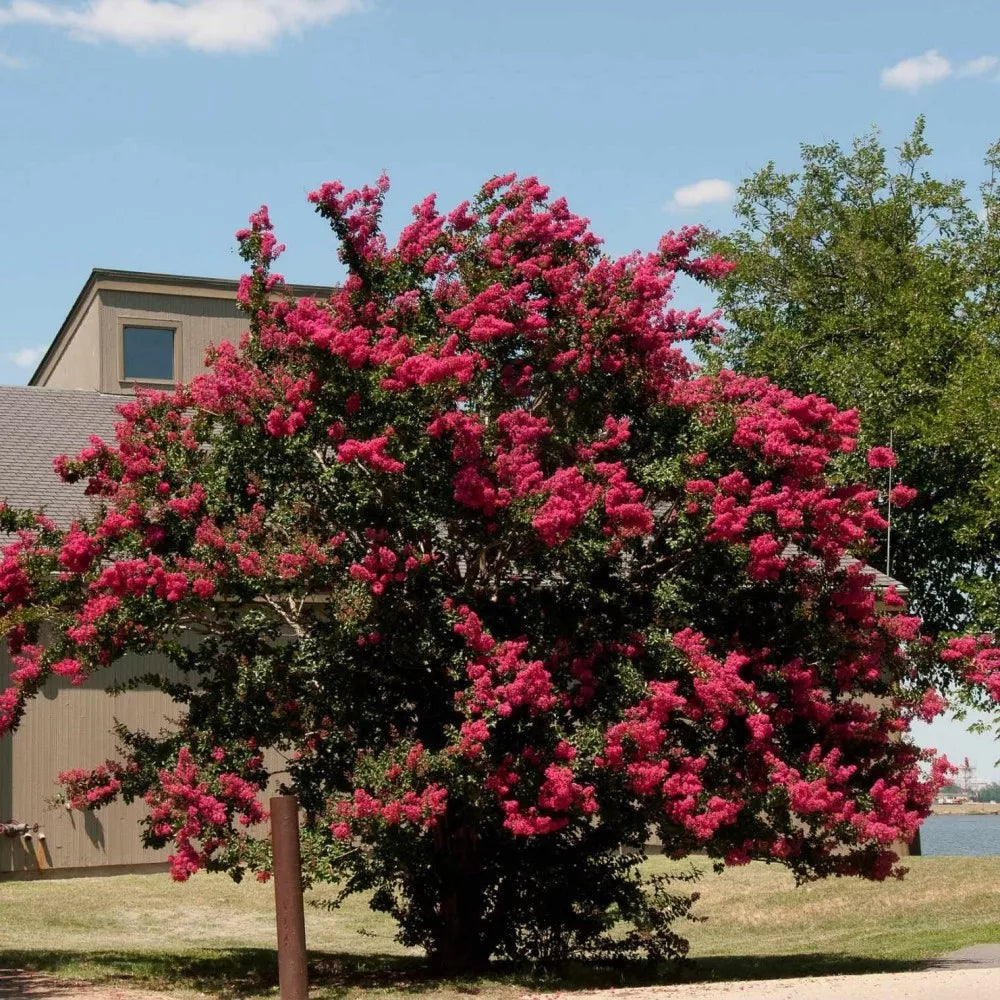 CRAPEMYRTLE Lagerstroemia Indica - 55 SEEDS