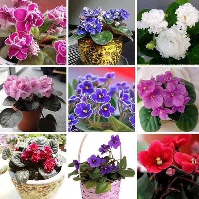 Mixed Fancy African Violet Seeds ~ House Plants ~ Christmas Presents ~ Holiday