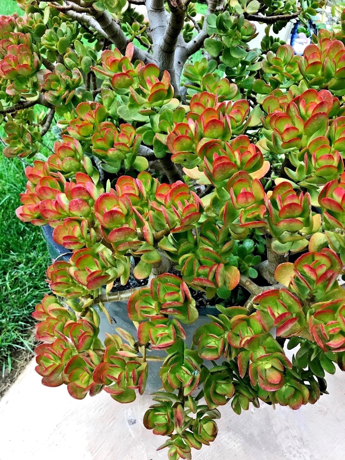 Crassula ovata ¨C Jade Plant, This is for 2 Cuttings, 3 - 5 in length