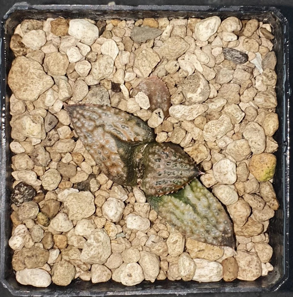 HW162 Haworthia splendens 'PRINCESS KAZUNOMIYA', Phyto available