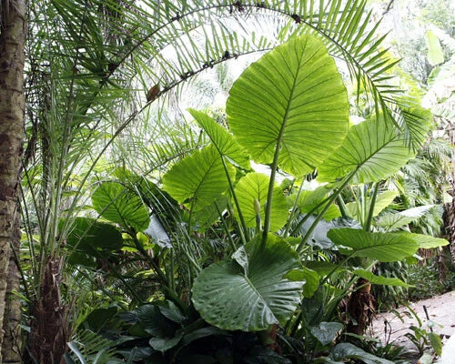 ***CALIDORA*** Elephant Ear Alocasia Live Starter Plant**COLD HARDY**GETS HUGE!