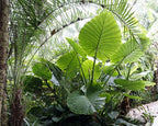 ***CALIDORA*** Elephant Ear Alocasia Live Starter Plant**COLD HARDY**GETS HUGE!