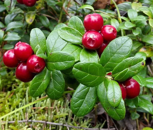 LINGONBERRY Vaccinium Vitis-idaea - 250 Bulk Seeds