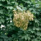 CHINESE PARASOL TREE Firmiana Simplex - 10+ SEEDS