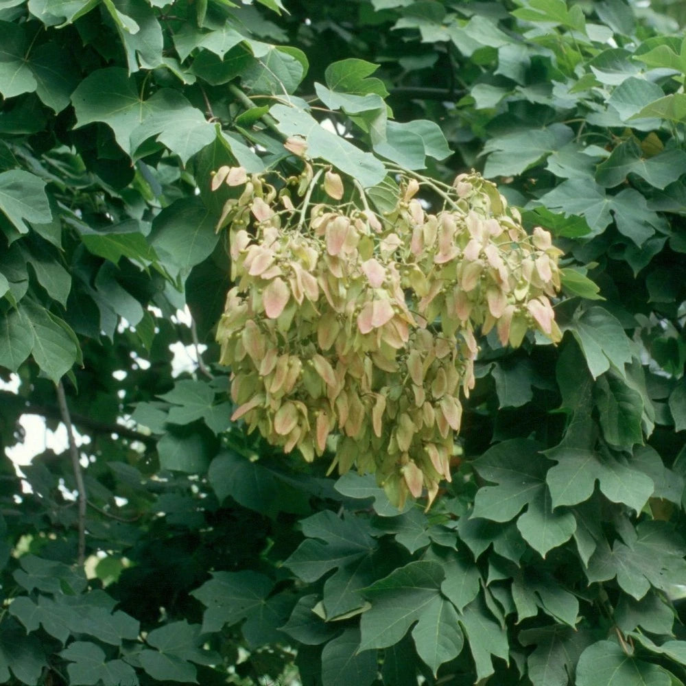 CHINESE PARASOL TREE Firmiana Simplex - 10+ SEEDS