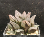 Haworthia atrofusca 'WATERMELON MUTANT' ! Read description!, Phyto available
