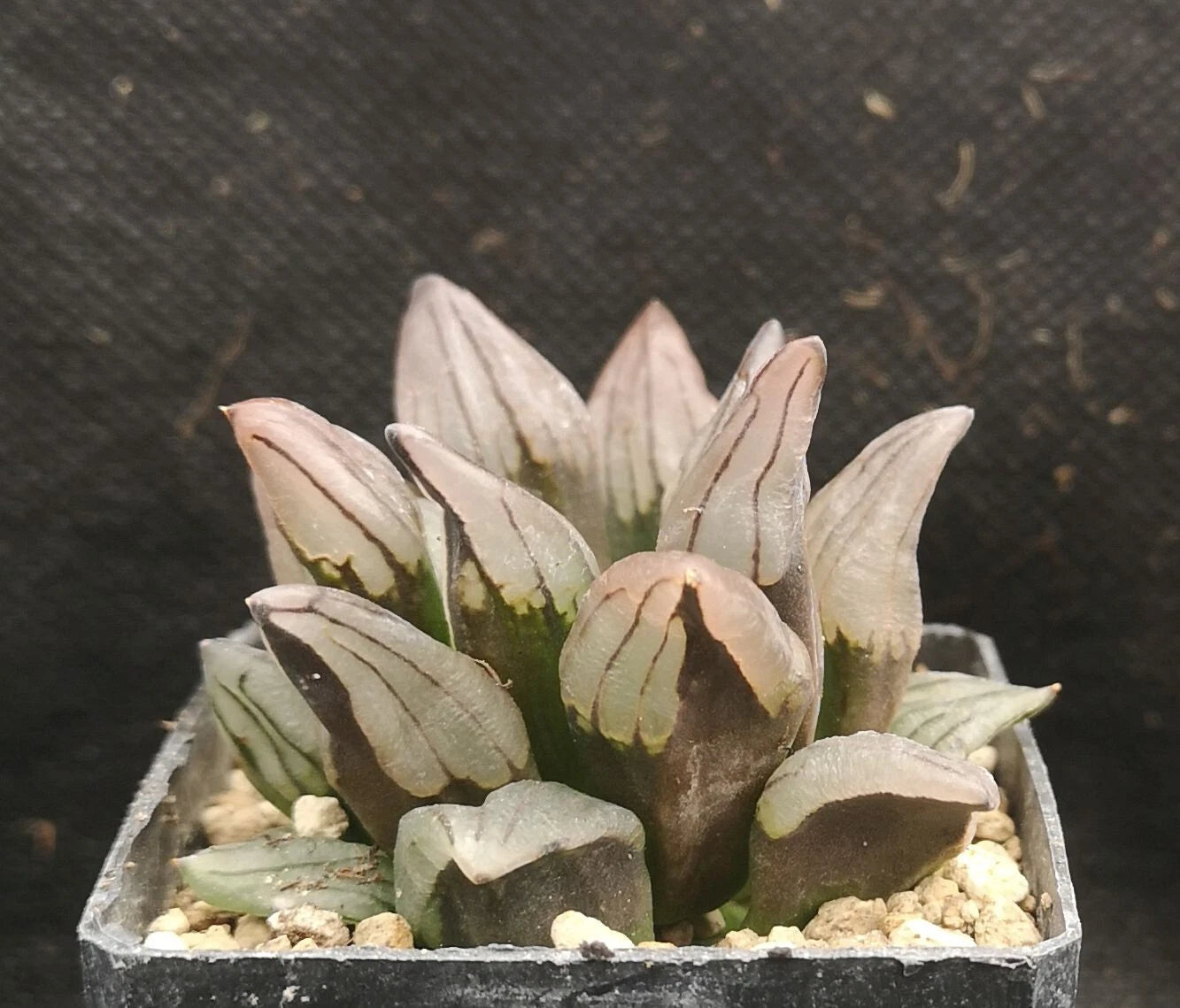 Haworthia atrofusca 'WATERMELON MUTANT' ! Read description!, Phyto available