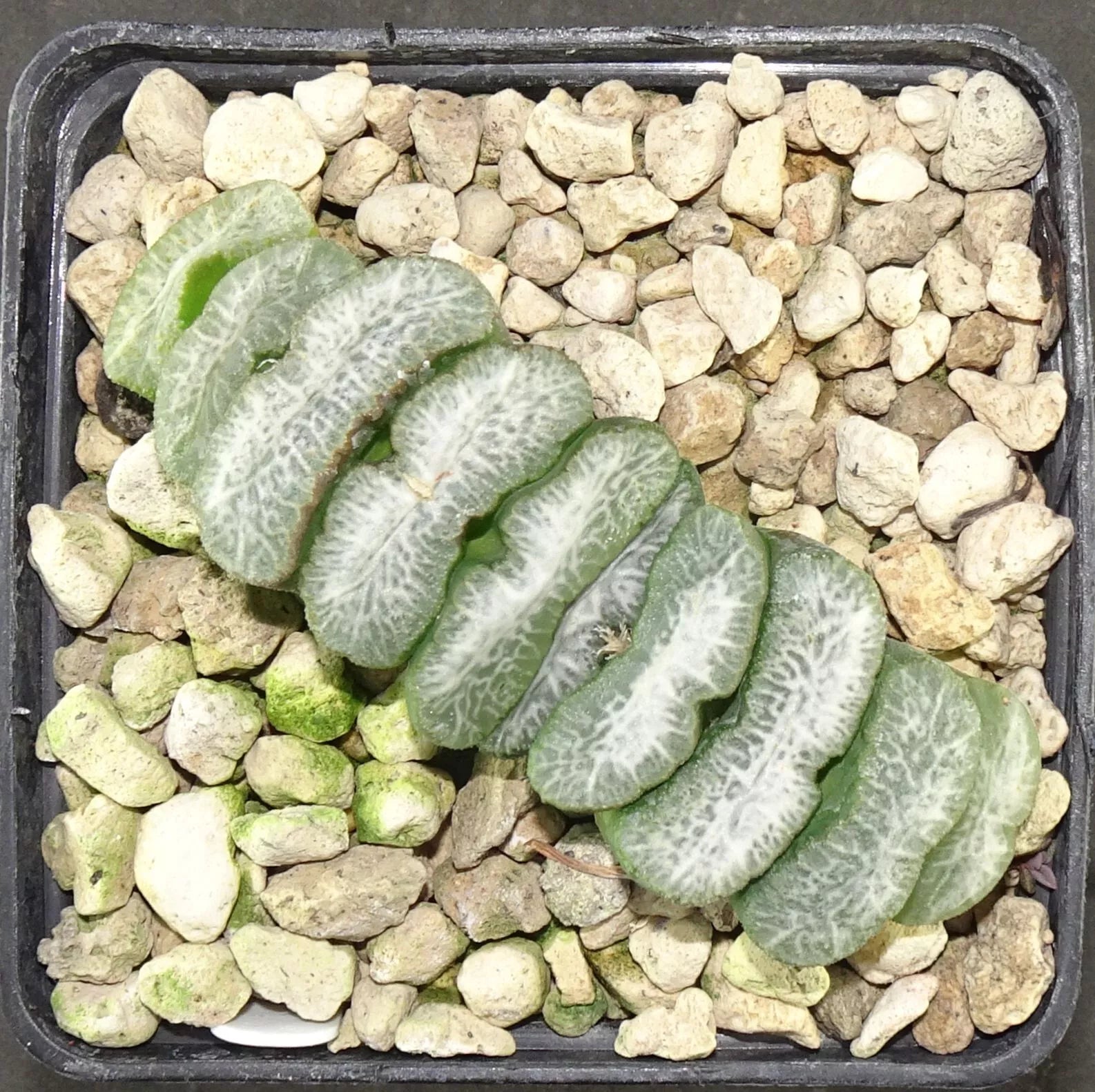 HW133 Haworthia truncata cv. SENZYUKANNON hybrid Z-series, Phyto available