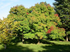15 THREE FLOWER MAPLE SEEEDS - Acer trifolium