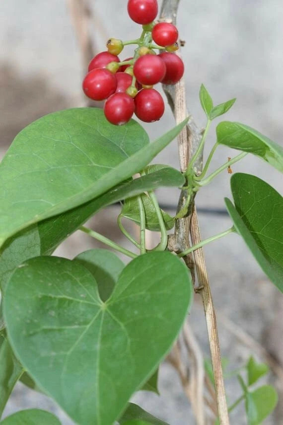 Tinospora cordifolia | Kanda Amrta | Moonseed | Guduchi | Giloy | 10_Seeds