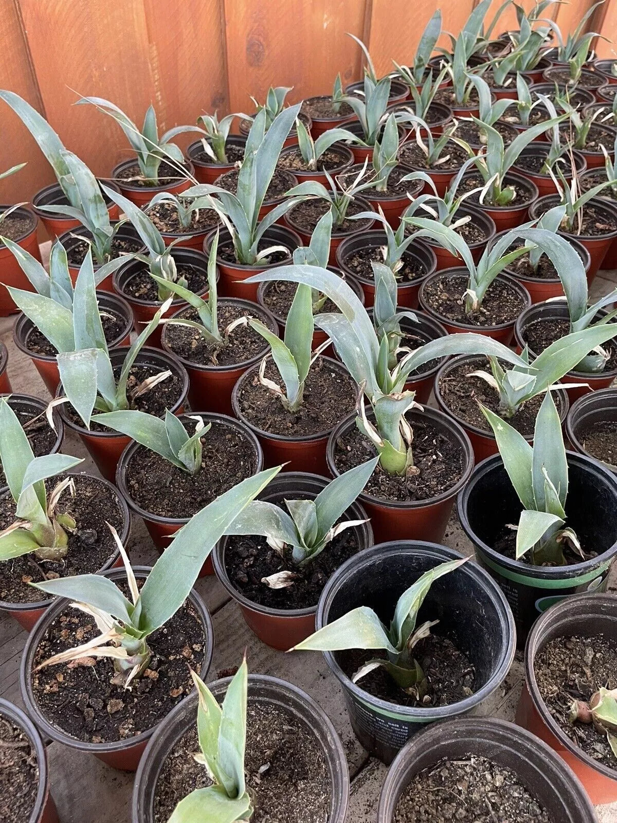 4 Blue Agave Plant Planter Tequilana Azul Indoor/Outdoor Home Decor Succulent