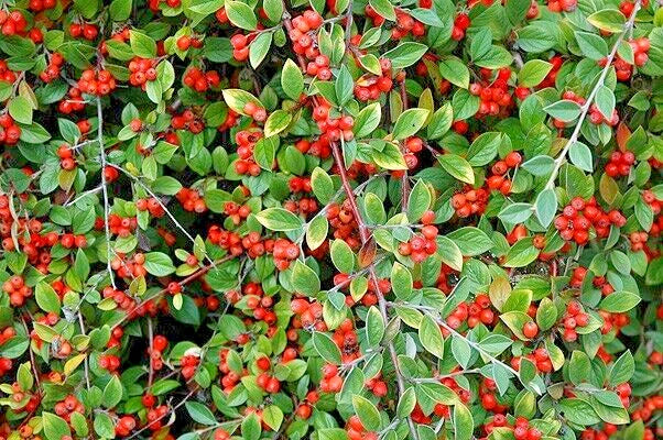 15 FRANCHETII'S COTONEATER SEEDS - Cotoneaster franchetii