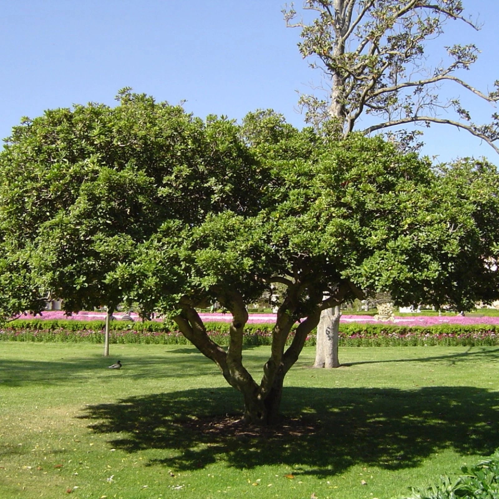 JAPANESE CHEESWOOD Pittosporum Tobira - 10+ SEEDS