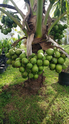 1 Coconut Palm Tree     Dwarf Variety  3 feet tall + Plus