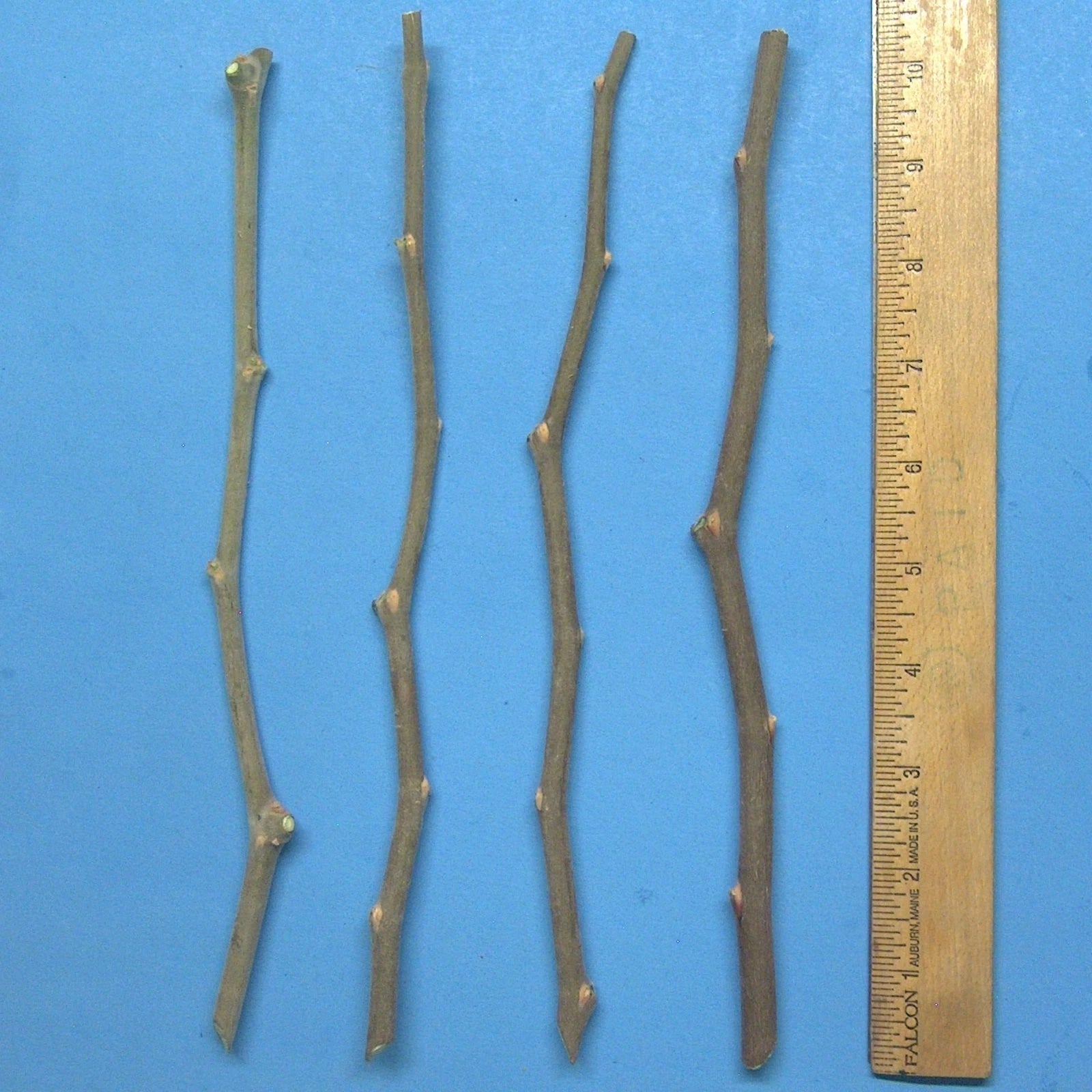 T605A 4Taiwan Green Jujube Tree 10Graft Cutting Large Juicy Sweet 19Brix