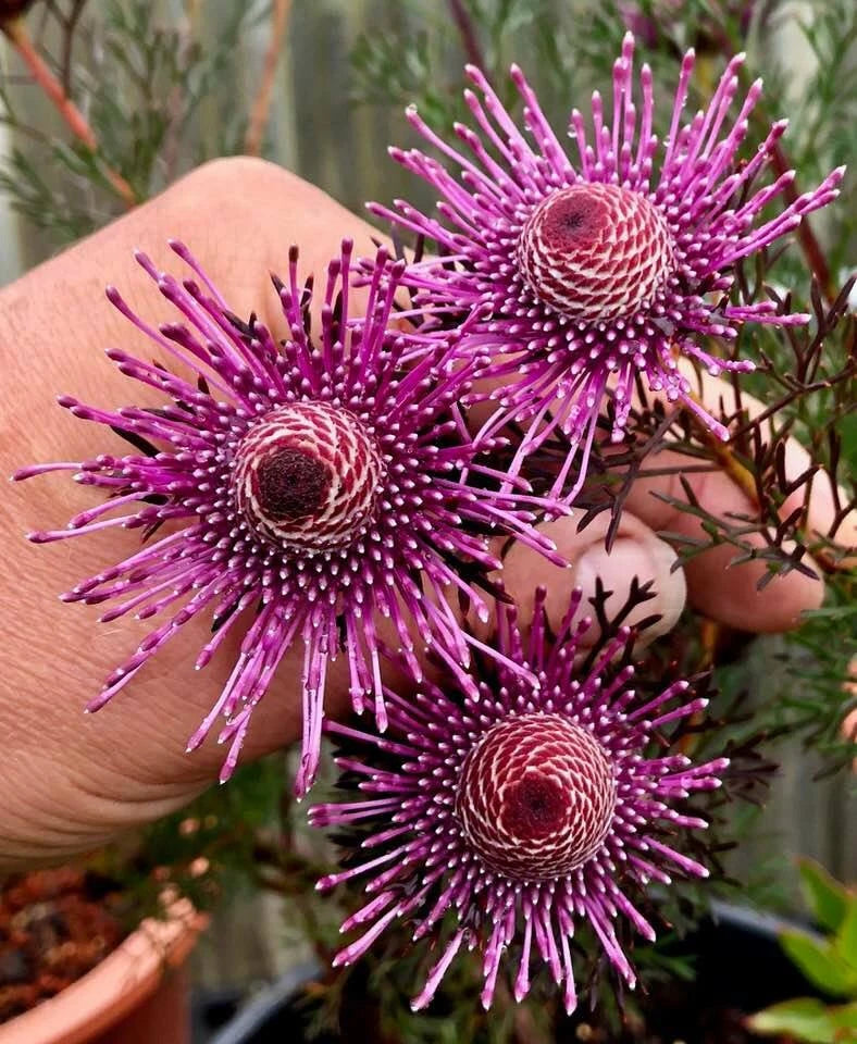 Isopogon formosus Rose Coneflower 10 seeds
