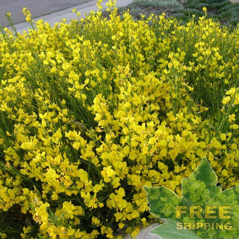 SCOTCH BROOM Cytisus Scoparius - 25 SEEDS. FREE S&H