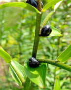 15 TIGER LILY SEEDS / BULBETS - Lilium lancifolium