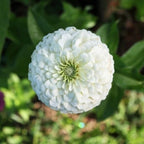100+ White Zinnia Seeds/ Polar Bear / Bees/ Butterflies/ Birds/Double Flowered