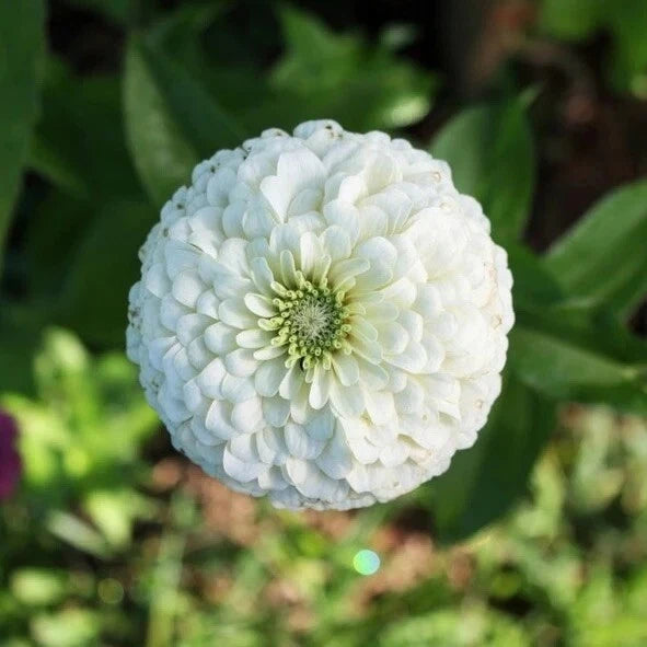 100+ White Zinnia Seeds/ Polar Bear / Bees/ Butterflies/ Birds/Double Flowered
