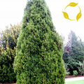 EASTERN RED CEDAR Juniperus Virginiana - 30+ SEEDS. *FREE S&H*