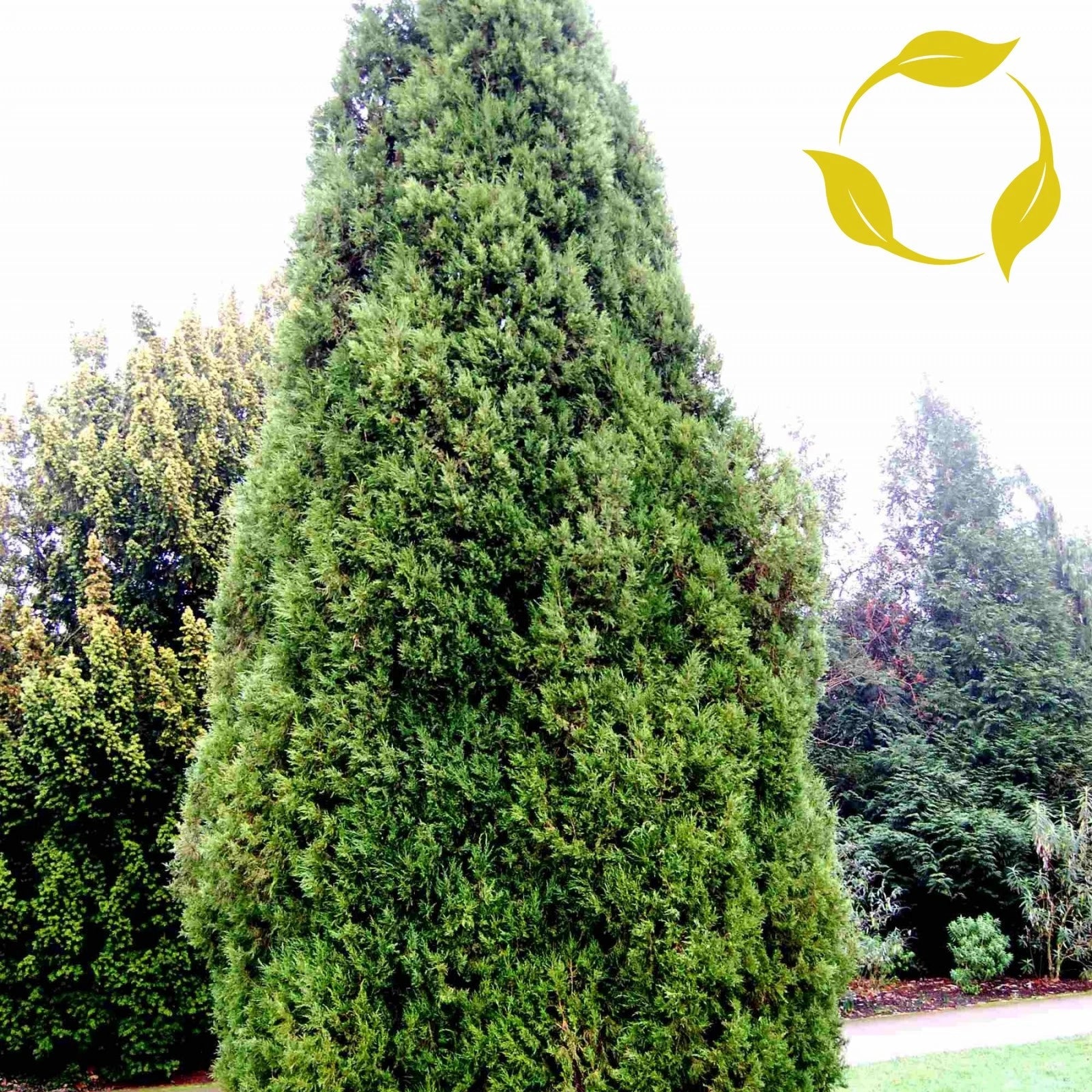 EASTERN RED CEDAR Juniperus Virginiana - 30+ SEEDS. *FREE S&H*