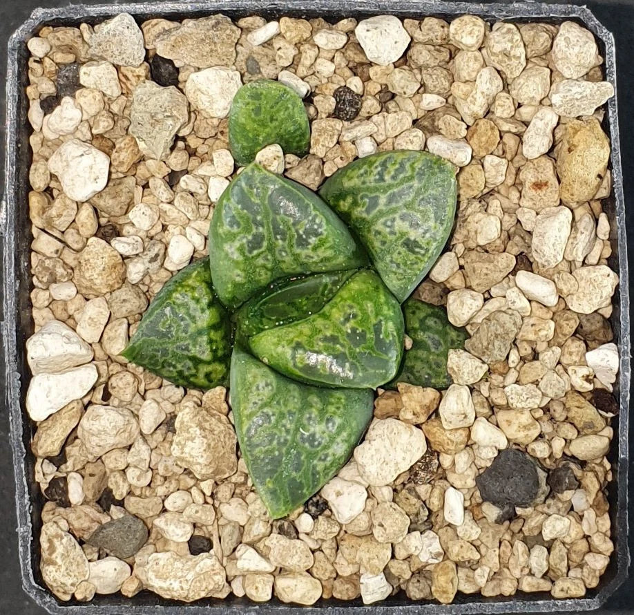HW174 Haworthia 'KAMEN BUDOKAI', Phyto available