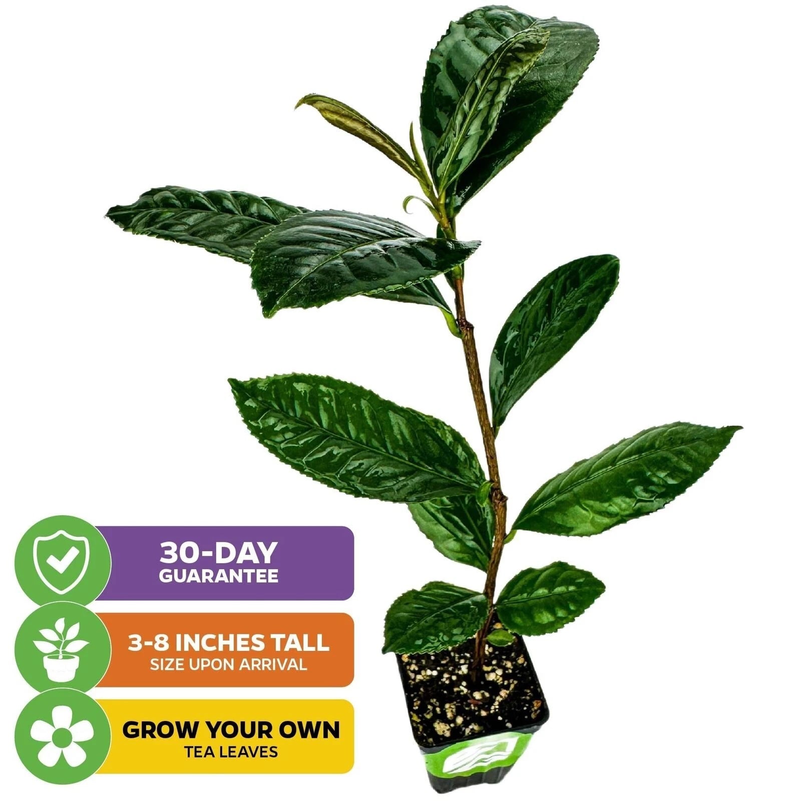 Tea Plant Green Tea - Camellia sinensis - Live Plant