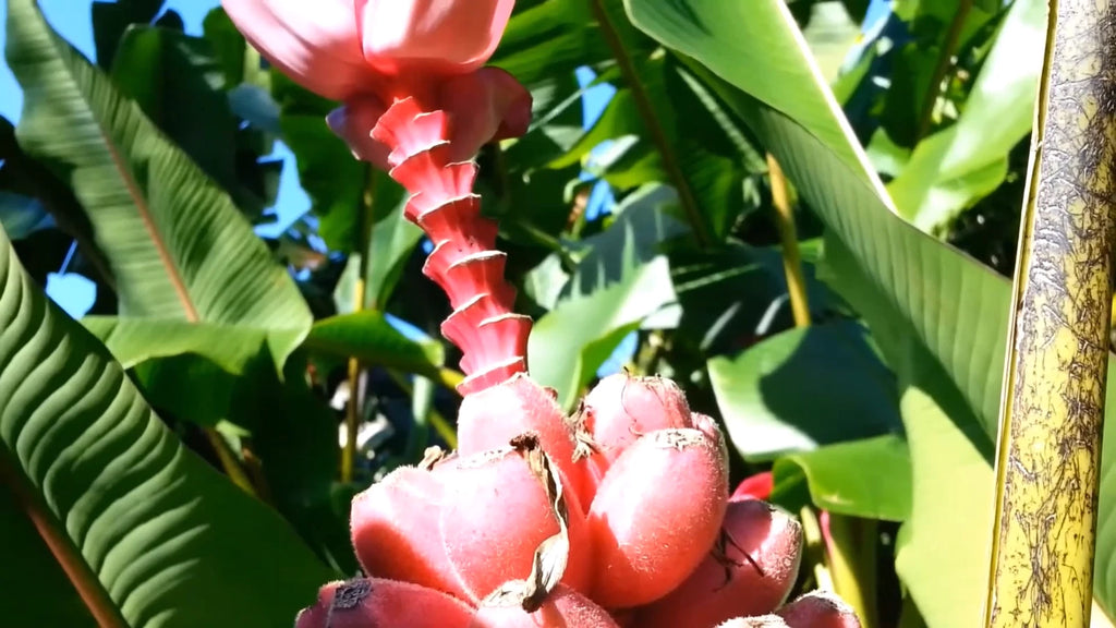Musa Velutina Hairy Pink Ornamental Banana Fruits 10 Seeds, Hardy