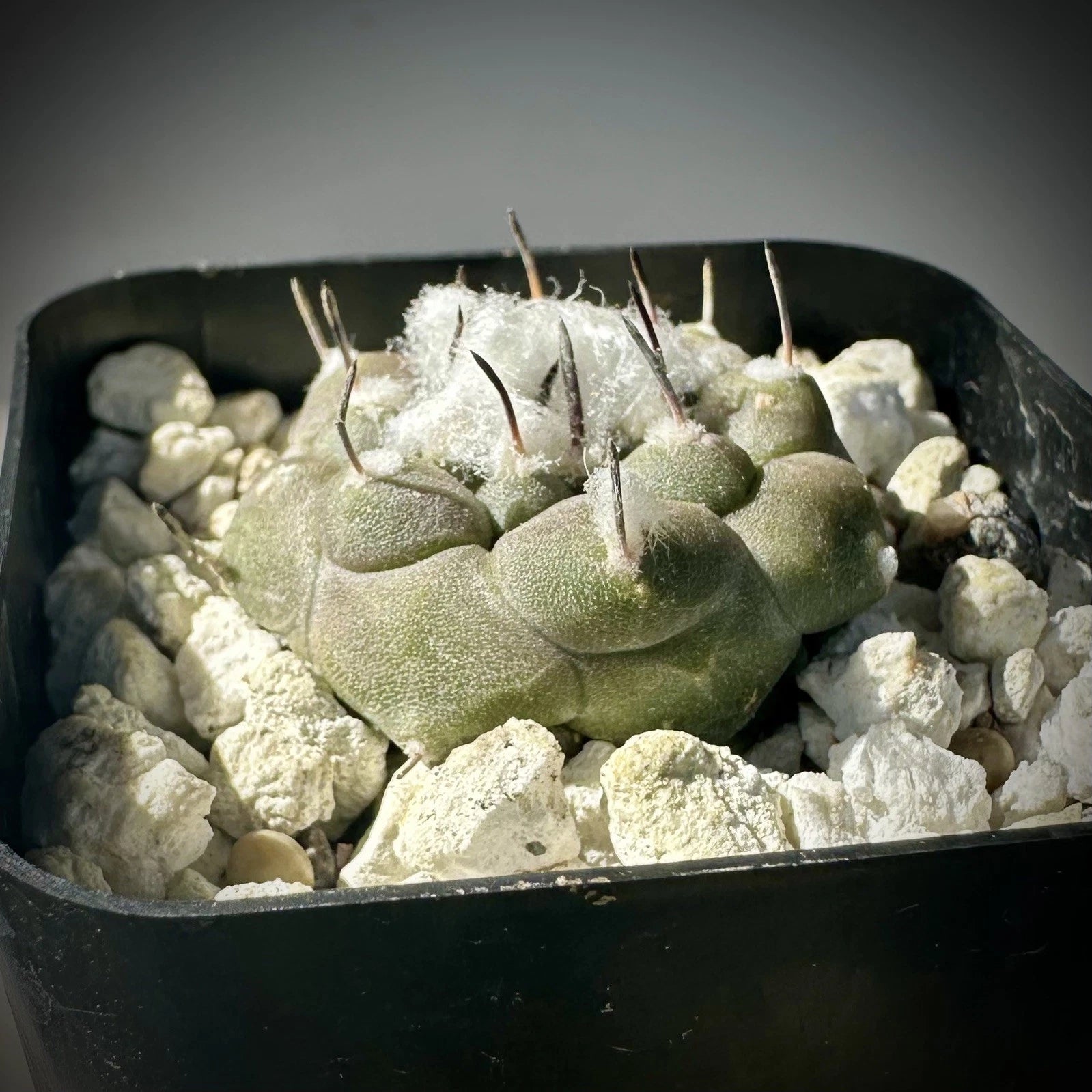 Turbinicarpus Jauernigii Seed Grown Cactus US SELLER