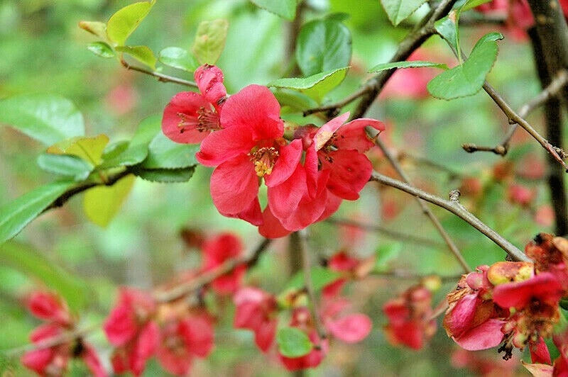 15 PHYLLIS MOORE FLOWERING QUINCE SEEDS -  - Chaenomeles speciosa 'Phyllis Moore