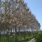 PAULOWNIA PAO TONG Z07 Paulownia Hybrid - 5000+ SEEDS