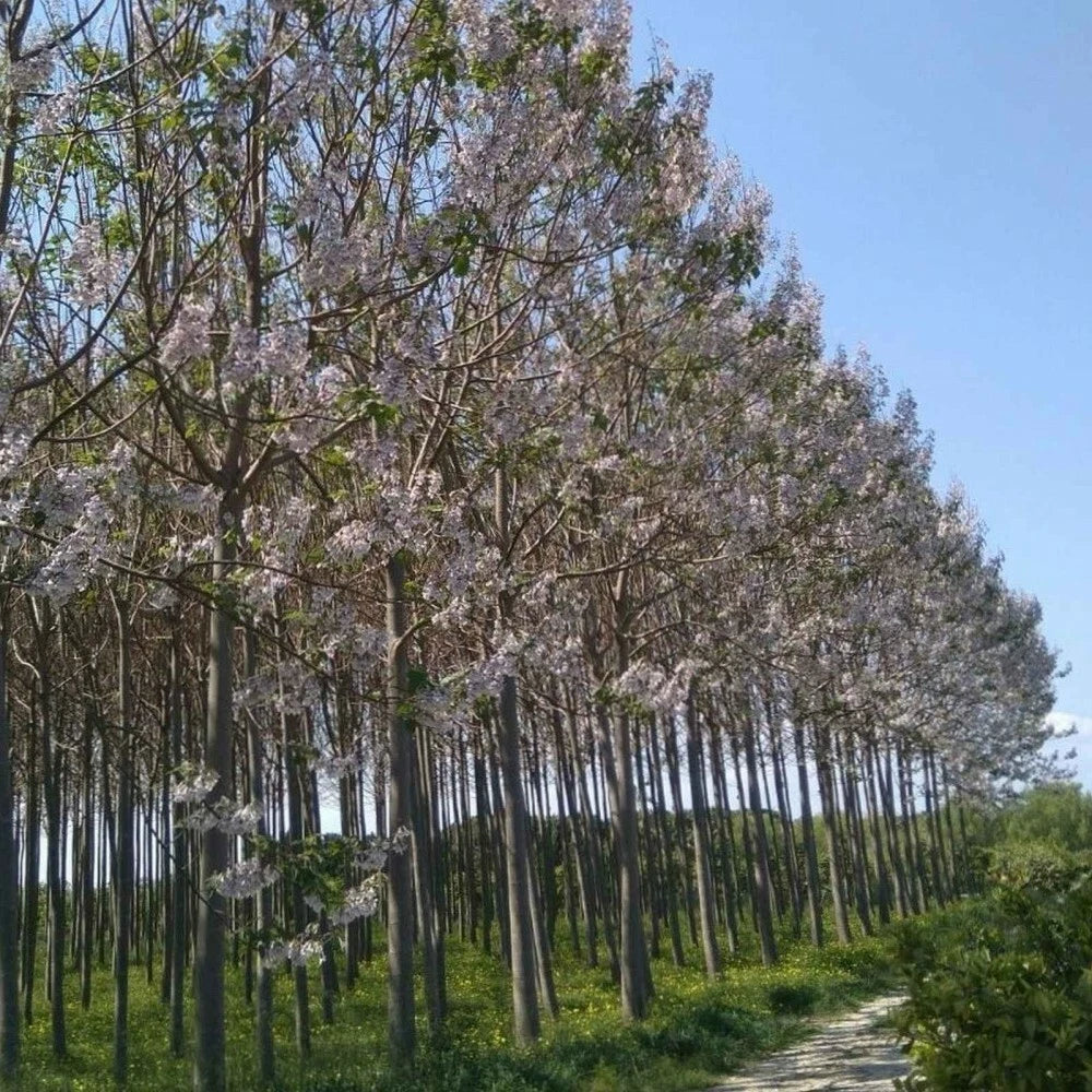 PAULOWNIA PAO TONG Z07 Paulownia Hybrid - 5000+ SEEDS