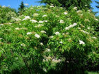 AMERICAN ELDERBERRY Sambucus Canadensis - 25 SEEDS. FREE S&H