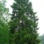 ORIENTAL SPRUCE Picea Orientalis - 10+ SEEDS