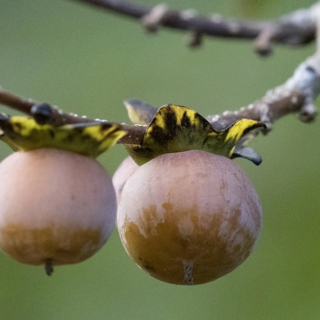 DATE PLUM PERSIMMON Diospyros Lotus - 5 SEEDS