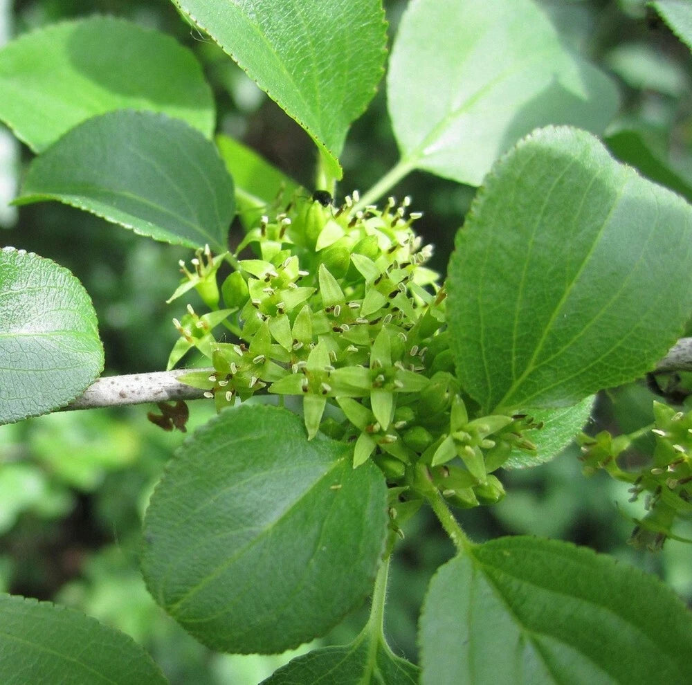 EUROPEAN BUCKTHORN Rhamnus Cathartica - 25+ SEEDS