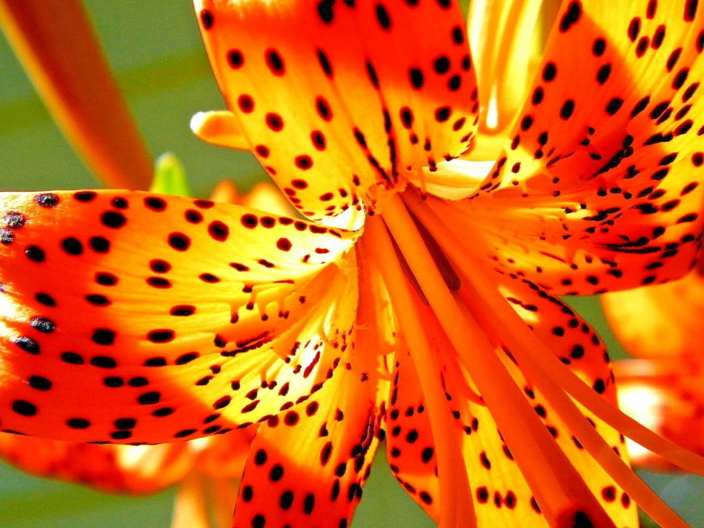 15 TIGER LILY SEEDS / BULBETS - Lilium lancifolium
