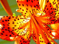 15 TIGER LILY SEEDS / BULBETS - Lilium lancifolium