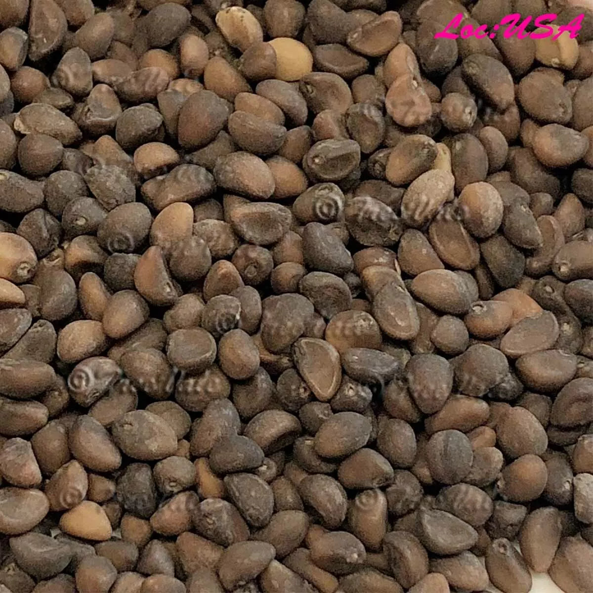 50+Thai Water Spinach seeds| Ching Quat Chinese watercress Ong Choy Kong Xin Cai